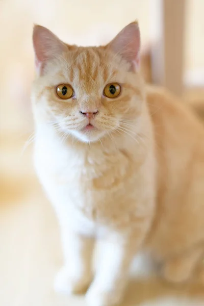 Portrait Cute Cat Laying Floor Selective Focus Point — стоковое фото