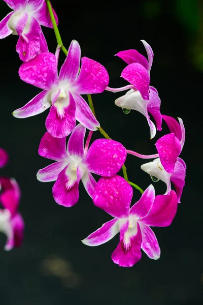 Purple Fresh Orchids Flowers Gardens — Fotografia de Stock