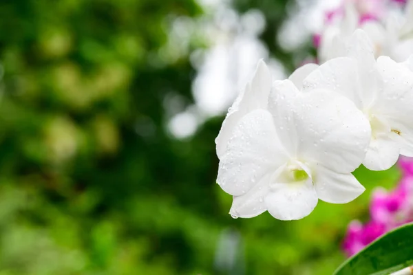 White Fresh Orchids Flowers Gardens — Fotografia de Stock