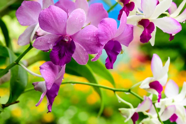 Purple Fresh Orchids Flowers Gardens — Fotografia de Stock
