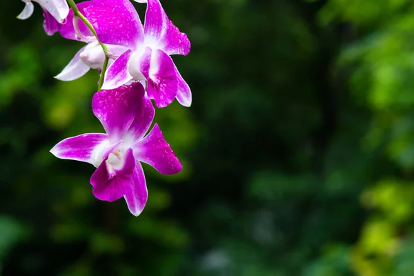 Purple Fresh Orchids Flowers Gardens — Zdjęcie stockowe