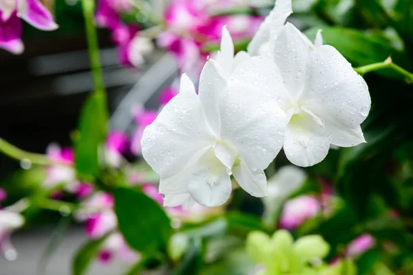 White Fresh Orchids Flowers Gardens — Fotografia de Stock