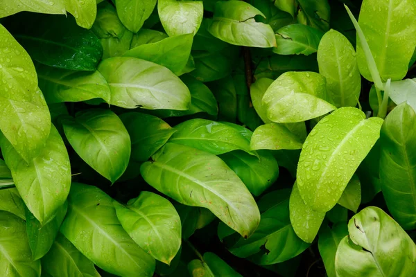 Abstract Stunning Green Leaf Texture Tropical Leaf Foliage Nature Dark — Stockfoto