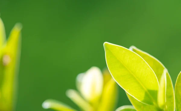 Abstract Stunning Green Leaf Texture Tropical Leaf Foliage Nature Green — Stockfoto