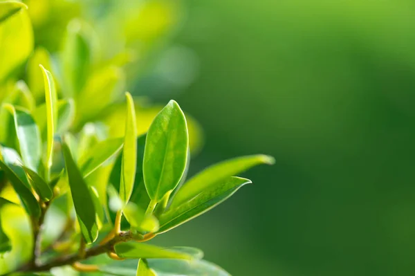 Abstract Stunning Green Leaf Texture Tropical Leaf Foliage Nature Green — Stockfoto