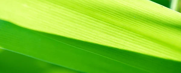 Abstract Stunning Green Leaf Texture Tropical Leaf Foliage Nature Green — Fotografia de Stock