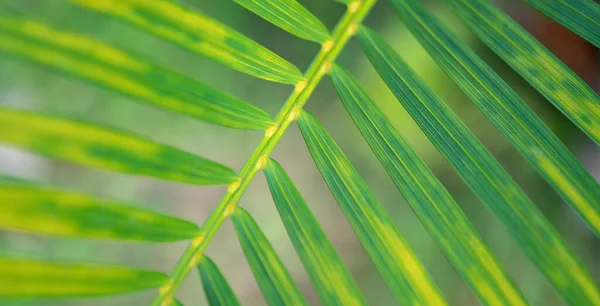 Abstract Stunning Green Leaf Texture Tropical Leaf Foliage Nature Green — Stock Fotó