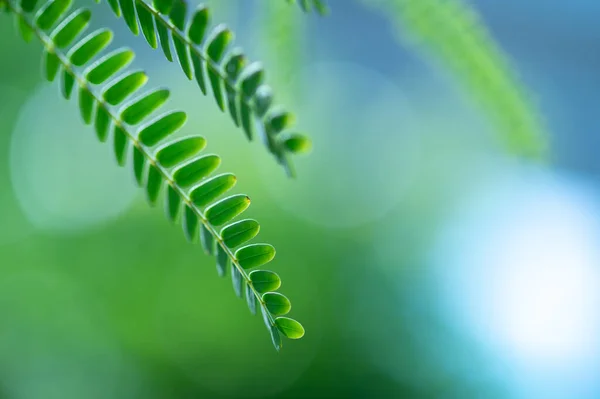 Abstract Stunning Green Leaf Texture Tropical Leaf Foliage Nature Green — Stock Photo, Image