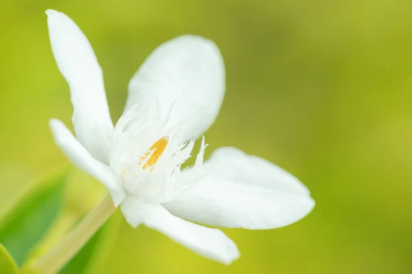 花园里的白花 — 图库照片