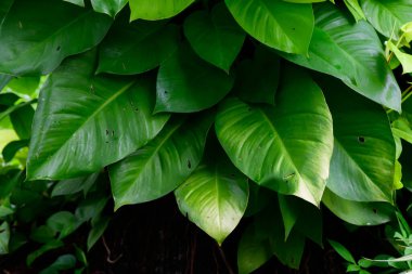 Soyut çarpıcı yeşil yaprak dokusu, tropikal yaprak yeşili doğa koyu yeşil arkaplan.