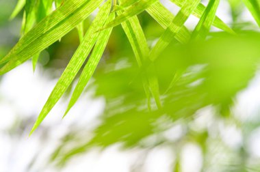 Bulanık yeşil arkaplanda yeşil yaprakların doğa görünümünü, arka planda doğal yeşil yaprak bitkileri manzarası, ekoloji, yeni duvar kağıdı kavramını kullanarak fotokopi alanı ile güneş ışığını kavra.