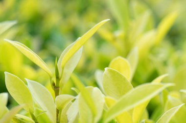 abstract stunning green leaf texture, tropical leaf foliage nature green background.