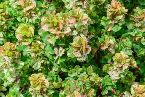 Abstracte Prachtige Groene Blad Textuur Tropisch Blad Gebladerte Natuur Donkergroene — Stockfoto