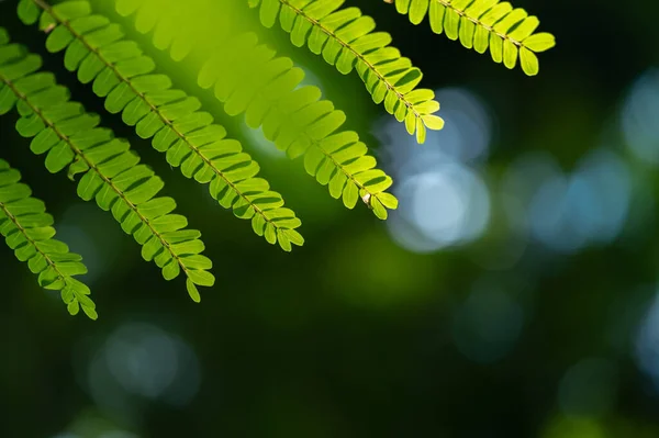 Abstract Stunning Green Leaf Texture Tropical Leaf Foliage Nature Green — Stock Photo, Image