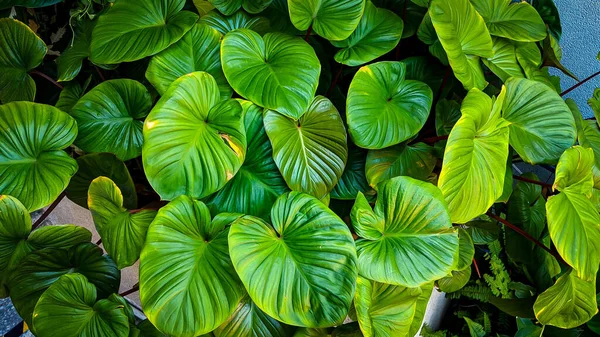 Elvont Lenyűgöző Zöld Levél Textúra Trópusi Levél Lombozat Természet Sötétzöld — Stock Fotó
