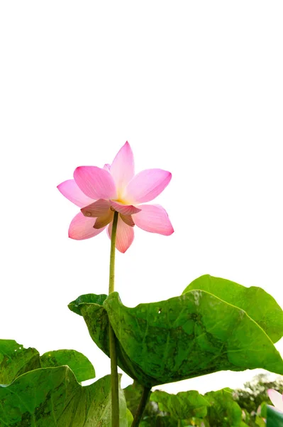 Lotus Flower Pond Beautiful Light Morning — Stock Photo, Image