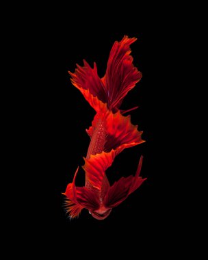 Siyah arka planda izole edilmiş kırmızı siyam balığının hareketli anını yakala. Dumbo betta balığı.