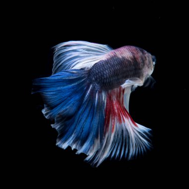 Siyah arka planda izole edilmiş kırmızı-mavi siyam balığının hareketli anını yakalayın. Betta balığı.