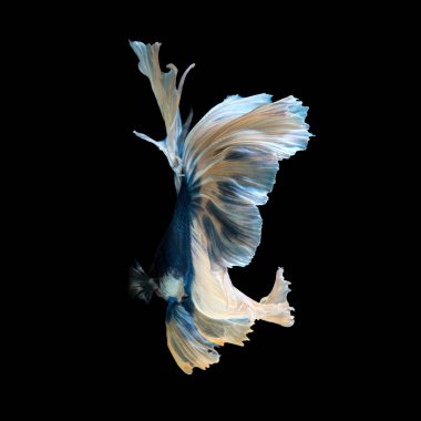 Mavi Siyam mücadele balık siyah arka plan üzerine izole hareketli anı yakalamak. Daha iyi balık.