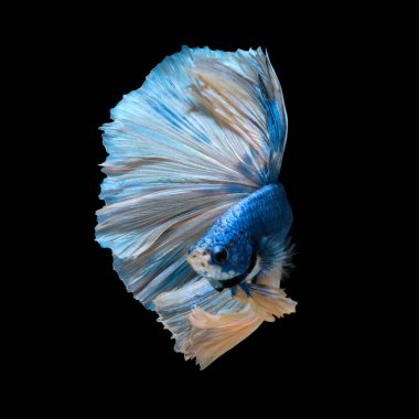 Mavi Siyam mücadele balık siyah arka plan üzerine izole hareketli anı yakalamak. Daha iyi balık.