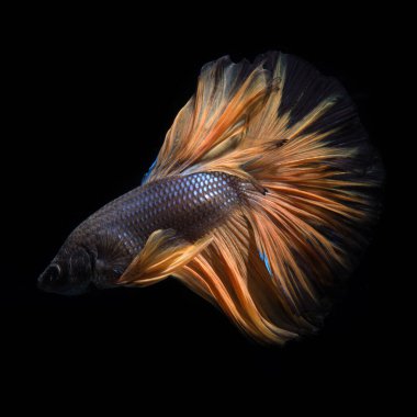 Siyah arka planda izole edilmiş sarı siyam balığının hareketli anını yakala. Beta balığı..