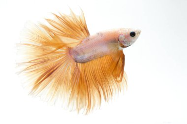 Beyaz arka planda izole edilmiş sarı siyam balığının hareketli anını yakala. Beta balığı..