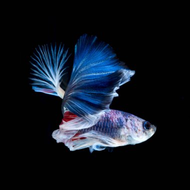 Siyah arka planda izole edilmiş kırmızı-mavi siyam balığının hareketli anını yakalayın. Betta balığı.
