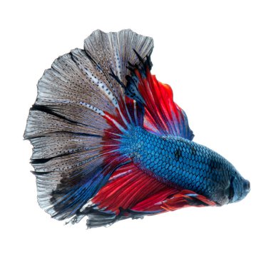 Beyaz arka planda izole edilmiş kırmızı-mavi siyam balığının hareketli anını yakalayın. Beta balığı, betta splendens, ikan cupang.