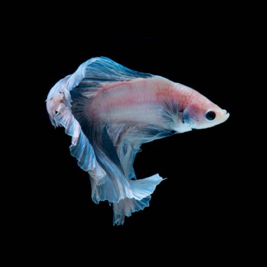 Siyah arka planda izole edilmiş mavi siyam balığının hareketli anını yakalayın. Beta balığı. Tayland Balığı