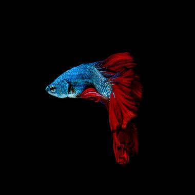 Siyah arka planda izole edilmiş kırmızı-mavi siyam balığının hareketli anını yakalayın. Betta balığı.