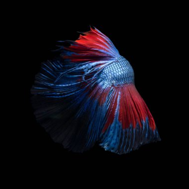 Siyah arka planda izole edilmiş kırmızı-mavi siyam balığının hareketli anını yakalayın. Betta balığı..