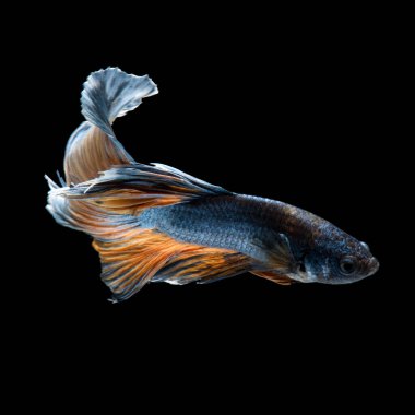 Siyah arka planda izole edilmiş sarı mavi siyam balığının hareketli anını yakalayın. Beta balığı.