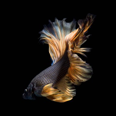 Siyah arka planda izole edilmiş sarı siyam balığının hareketli anını yakala. Beta balığı.. 