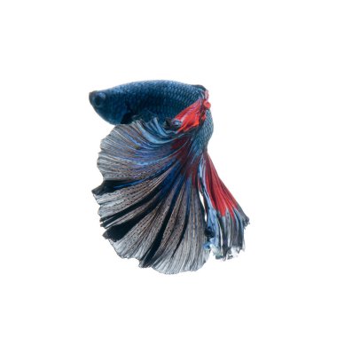 Beyaz üzerine izole edilmiş kırmızı-mavi siyam balığının hareketli anını yakala