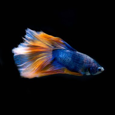 Siyah arka planda izole edilmiş sarı-mavi siyam balığının hareketli anını yakalayın. Beta balığı, betta splendens, ikan cupang.