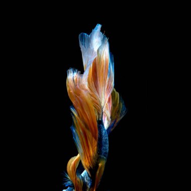 Siyah arka planda izole edilmiş mavi-sarı siyam balığının hareketli anını yakalayın. Beta balığı..