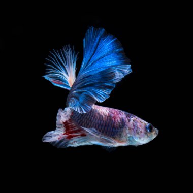 Siyah arka planda Beta balığı. Siyah arka planda izole edilmiş kırmızı-mavi siyam balığının hareketli anını yakalayın. Tayland Balığı