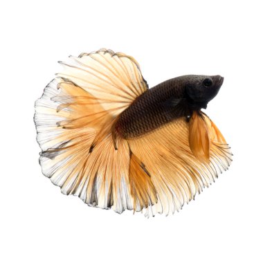 Beyaz arka planda izole edilmiş sarı siyam balığının hareketli anını yakala. Beta balığı. Tayland Balığı