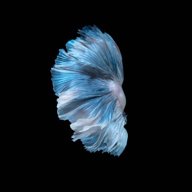 Mavi Siyam mücadele balık siyah arka plan üzerine izole hareketli anı yakalamak. Daha iyi balık.