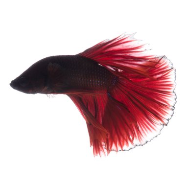 Beyaz arka planda izole edilmiş kırmızı siyam balığının hareketli anını yakala. Beta balığı..