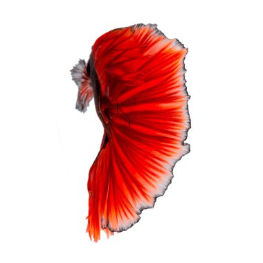 Beyaz arka planda izole edilmiş kırmızı siyam balığının hareketli anını yakala. Beta balığı. Tayland Balığı