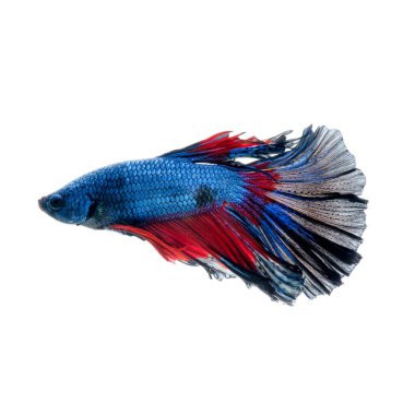 Beyaz arka planda izole edilmiş kırmızı-mavi siyam balığının hareketli anını yakalayın. Betta balığı..