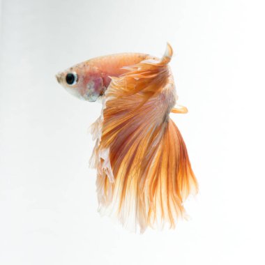 Beyaz arka planda izole edilmiş sarı siyam balığının hareketli anını yakala. Beta balığı, betta splendens, ikan cupang.