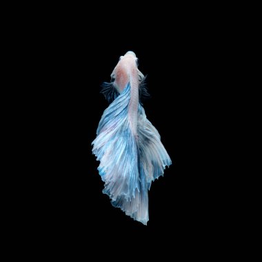 Mavi Siyam mücadele balık siyah arka plan üzerine izole hareketli anı yakalamak. Daha iyi balık.