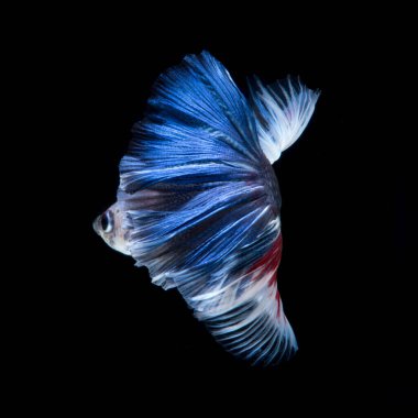 Siyah arka planda izole edilmiş kırmızı-mavi siyam balığının hareketli anını yakalayın. Betta balığı.