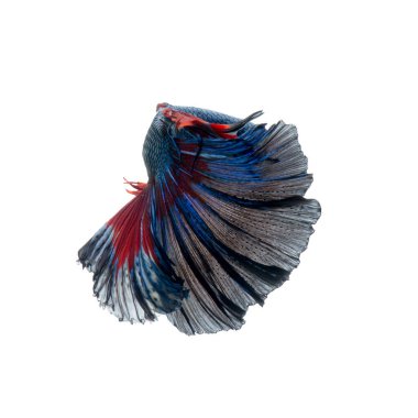 Beyaz arka planda izole edilmiş kırmızı-mavi siyam balığının hareketli anını yakalayın. Betta balığı..