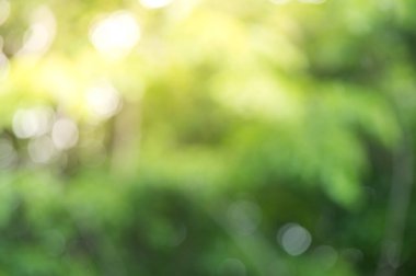 Yeşil bulanık arkaplan ve güneş ışığı