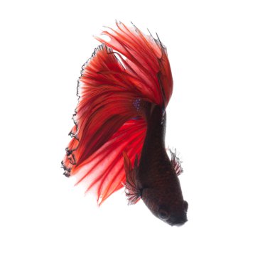 Beyaz arka planda izole edilmiş kırmızı siyam balığının hareketli anını yakala. Beta balığı..