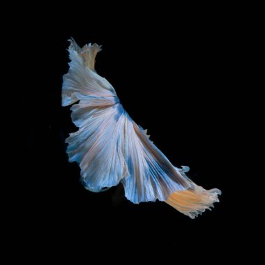 Siyah arka planda izole edilmiş mavi siyam balığının hareketli anını yakala. 