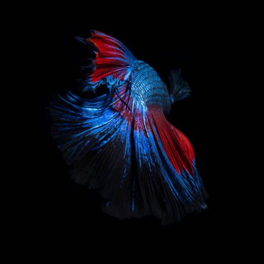 Siyah arka planda izole edilmiş kırmızı-mavi siyam balığının hareketli anını yakalayın. Betta balığı..